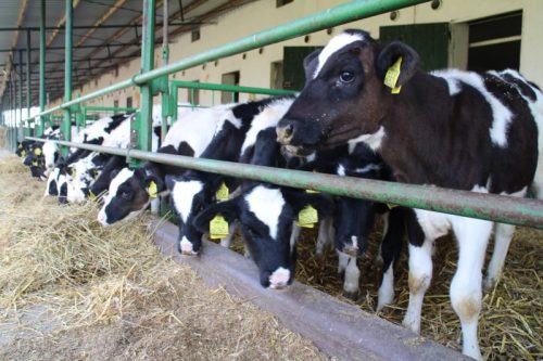 Tekintse meg galériánkat! (1/17)